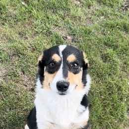 Border Collies, Dachshunds, and Pembroke Welsh Corgis from Divine Dogs