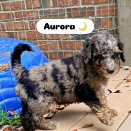 Aurora - Blue merle female Assorted Doodle Crosses puppy in Irmo, South Carolina from Kava Kennels