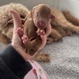 Pink Girl - Red  female Goldendoodle puppy in Lewisville, Texas from Zink Doodles