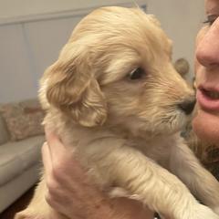 Janey - Double Doodle