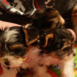 Biewer Terrier Puppies from Imperial BabyDoll Biewers