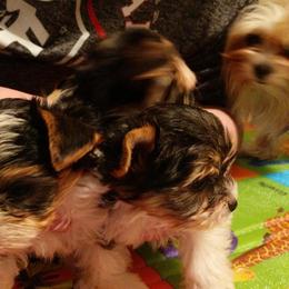 Biewer Terrier Puppies from Imperial BabyDoll Biewers