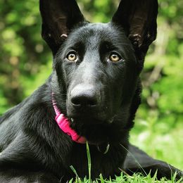 Lulu - German Shepherd