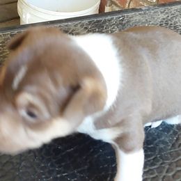Molly (reserved) - White, chocolate and tan Rat Terrier puppy in Modesto, Carlsbad, Ca, California from rosebud terriers