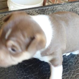 Molly (reserved) - White, chocolate and tan Rat Terrier puppy in Modesto, Carlsbad, Ca, California from rosebud terriers