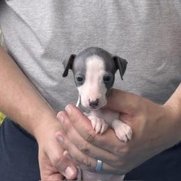 Girl 2 - Blue female Italian Greyhound puppy in Sugar Valley, Georgia from Pinnacle Farm and Kennel