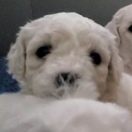 Bichon Frise Puppies from Baltimore Bichons, Inc.