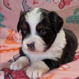 Pearl - Black tri female Toy Australian Shepherd puppy in Shepherd, Texas from GAMALA Farm & Kennels