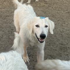 Chief - Maremma Sheepdog puppy in Kings County, California from Prancing Pony Farm Maremma Sheepdogs