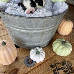 English Springer Spaniel Puppies from Cedar Ridge Kennels