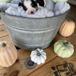 English Springer Spaniel Puppies from Cedar Ridge Kennels