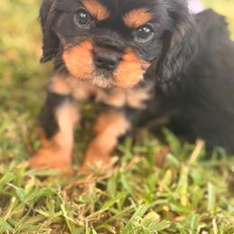 Red male puppy - Black and tan male Cavalier King Charles Spaniel puppy in Texas from Meyer's Cavalier