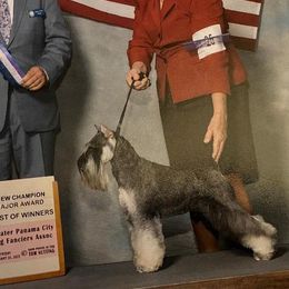 Miniature Schnauzers from Bolzano Miniature Schnauzers