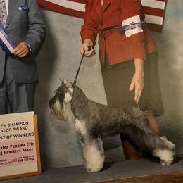 Miniature Schnauzers from Bolzano Miniature Schnauzers