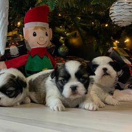 Shih Tzu and West Highland White Terrier Puppies from Westies of Morrison
