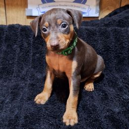 Elias - Chocolate and rust male Miniature Pinscher puppy in Grove, Oklahoma from K&J's Min Pins Of Grand Lake