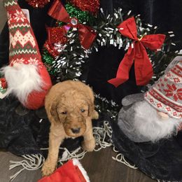 Labradoodle Puppies from PH&K
