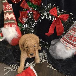 Labradoodle Puppies from PH&K