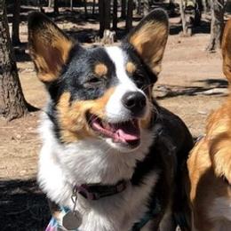 Pembroke Welsh Corgis from Triple T Corgis