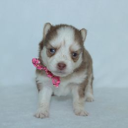 Romance - Chocolate male Pomsky puppy in Clarkston, Utah from Red Rock Ranch Breeders