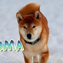 Benikuma - Shiba Inu