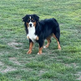 Miniature Australian Shepherds from Denali Mini Aussies
