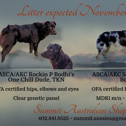 Australian Shepherd Puppies from Summit Australian Shepherds