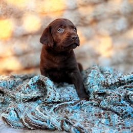 Drake - Chocolate male Labrador Retriever puppy in Sweet Home, Oregon from Knotty Creek Labradors