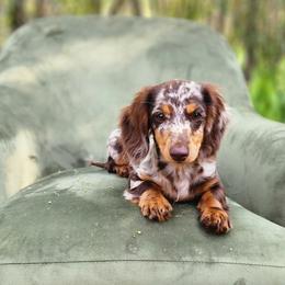 Momo - Dachshund