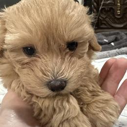 Rex - Cream male Maltipoo puppy in Vancouver, Washington from Janina Sivers
