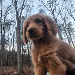Purple Collar Female - Red  female Goldendoodle puppy in Mocksville, North Carolina from Hunting Creek Farm & Kennel