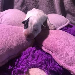 Girl 1 - female Australian Cattle Dog puppy in Sheridan, Oregon from 6pk Cattledogs
