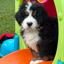 Boston - Black rust and white male Bernese Mountain Dog puppy in Draper, Utah from Breaking Trail Berners