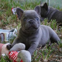 French Bulldog Puppies from Frenchies A La Mode