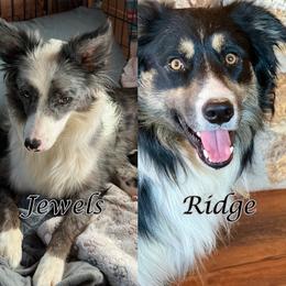 Border Collie puppies from Nine Peaks Border Collies