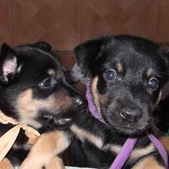 Lancashire Heelers from Quickheels