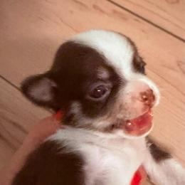 Hershey - Chocolate and white male Chihuahua puppy in Massachusetts, Massachusetts from Boston Chi Chis