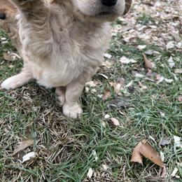 Golden Retriever Puppies from O’Shields Golden Paws