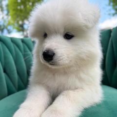 Pancake - White male Samoyed puppy in Tremonton, Utah from Sugar Sweet Samoyeds