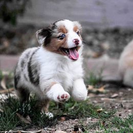 Miniature Australian Shepherd Puppies from Rockin D Mini Aussies