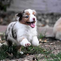 Miniature Australian Shepherd Puppies from Rockin D Mini Aussies