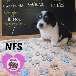 Crysta - Piebald female Dachshund puppy in Hoquiam, Washington from Heyd's Mini Dachshunds