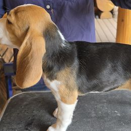 Beagles from Bullock 's Beagles