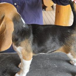 Beagles from Bullock 's Beagles