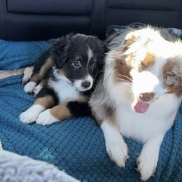 Miniature Australian Shepherd and Toy Australian Shepherd Puppies from Hochatown Awesome Aussies