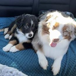 Miniature Australian Shepherd and Toy Australian Shepherd Puppies from Hochatown Awesome Aussies