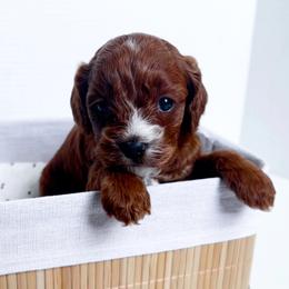 Cavalier King Charles Spaniels, Cavapoos, and Poodles from Show Me Poodles Doodles and Cavaliers