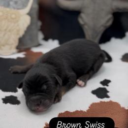 Swiss - Black tri female Miniature Australian Shepherd puppy in Cave Creek, Arizona from Arizona Aussies