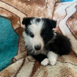 Star - Black and white female Shetland Sheepdog puppy in Kerville, Texas from Cedar Hill Kennels