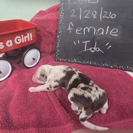 Ida - Red merle female Miniature American Shepherd puppy in Vancouver, Washington from BonDrew's Miniature American Shepherds